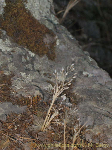 Image of Eragrostis virescens (). Click to enlarge parts of image.