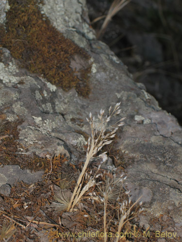 Eragrostis virescensの写真