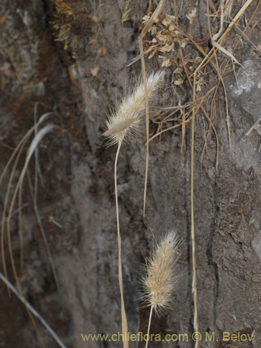 Imágen de Poaceae sp. #1821 (). Haga un clic para aumentar parte de imágen.