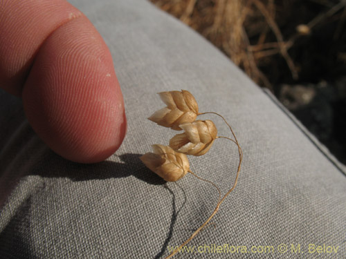 Image of Briza maxima (Tembladera / Zarcillitos). Click to enlarge parts of image.