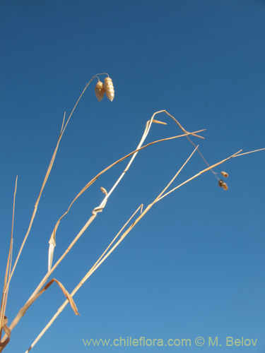 Image of Briza maxima (Tembladera / Zarcillitos). Click to enlarge parts of image.