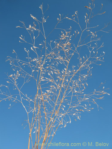 Imágen de Eragrostis virescens (). Haga un clic para aumentar parte de imágen.