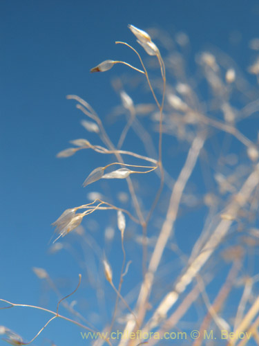 Eragrostis virescens的照片