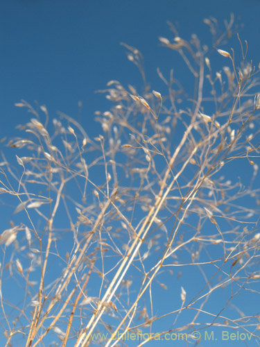 Фотография Eragrostis virescens (). Щелкните, чтобы увеличить вырез.