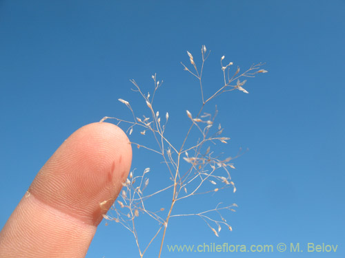 Imágen de Eragrostis virescens (). Haga un clic para aumentar parte de imágen.