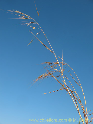 Bromus diandrusの写真