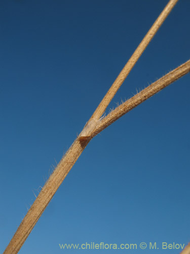 Imágen de Bromus diandrus (). Haga un clic para aumentar parte de imágen.