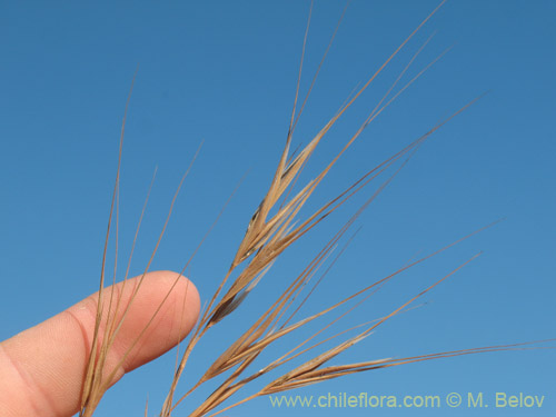 Bromus diandrus的照片