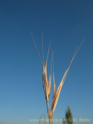 Imágen de Bromus diandrus (). Haga un clic para aumentar parte de imágen.