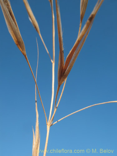 Imágen de Bromus diandrus (). Haga un clic para aumentar parte de imágen.