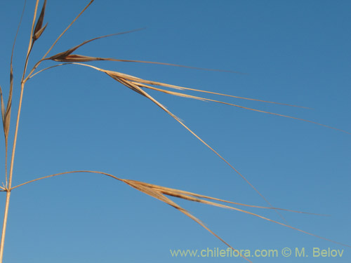 Imágen de Bromus diandrus (). Haga un clic para aumentar parte de imágen.