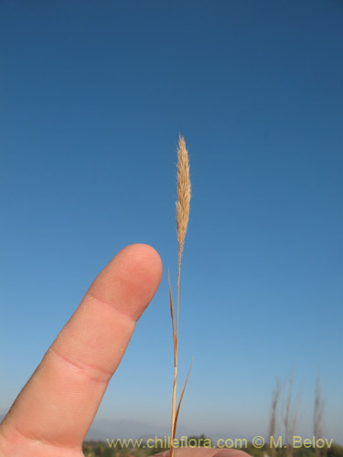 Imágen de Gastridium ventricosa (). Haga un clic para aumentar parte de imágen.