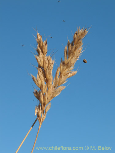 Imágen de Poaceae sp. #2181 (). Haga un clic para aumentar parte de imágen.