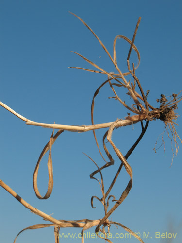 Bild von Poaceae sp. #2181 (). Klicken Sie, um den Ausschnitt zu vergrössern.