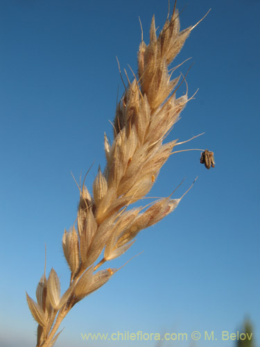 Poaceae sp. #2181の写真