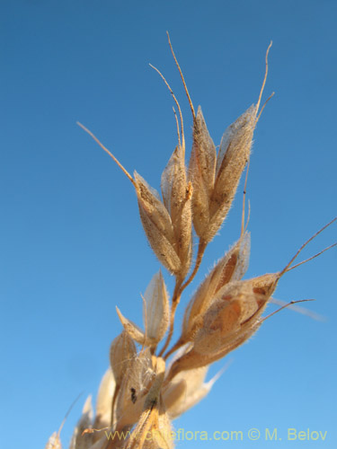 Image of Poaceae sp. #2181 (). Click to enlarge parts of image.