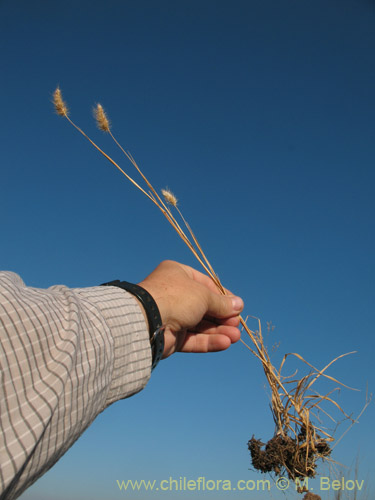 Bild von Poaceae sp. #1821 (). Klicken Sie, um den Ausschnitt zu vergrössern.