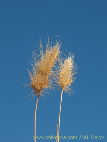 Poaceae sp. #1821の写真