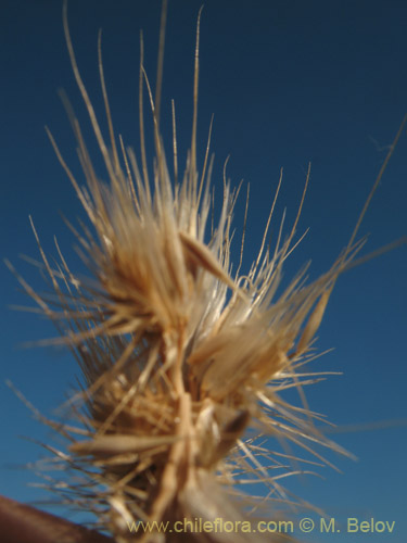 Poaceae sp. #1821的照片