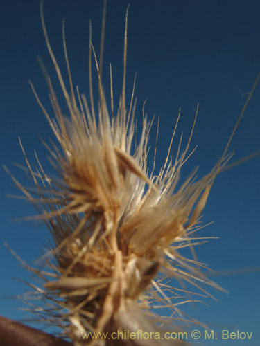 Imágen de Poaceae sp. #1821 (). Haga un clic para aumentar parte de imágen.