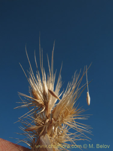 Imágen de Poaceae sp. #1821 (). Haga un clic para aumentar parte de imágen.