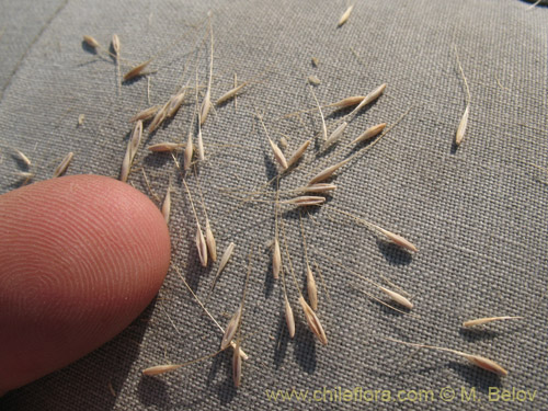 Poaceae sp. #1821의 사진