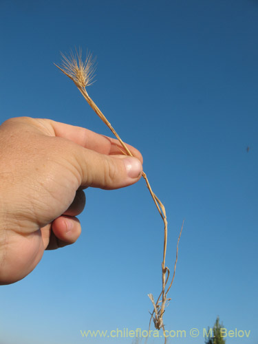 Hordeum sp. #1814の写真