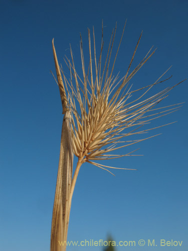 Hordeum sp. #1814の写真