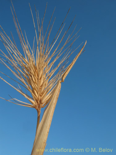 Hordeum sp. #1814의 사진