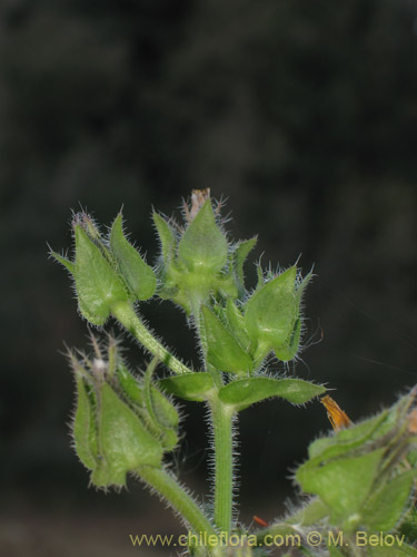 Imágen de Picris echioides (Buglosa / Lechuguilla). Haga un clic para aumentar parte de imágen.