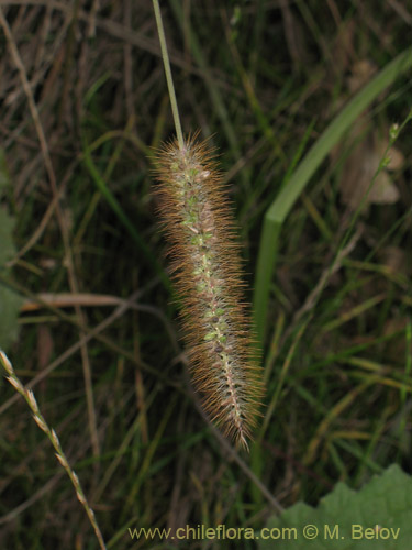 Poaceae sp. #2180的照片