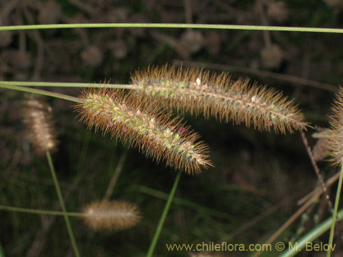 Imágen de Poaceae sp. (). Haga un clic para aumentar parte de imágen.