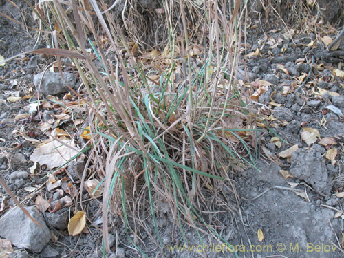 Image of Dactylis glomerata (). Click to enlarge parts of image.