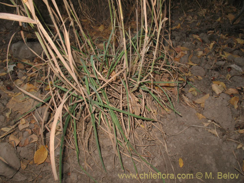 Image of Dactylis glomerata (). Click to enlarge parts of image.