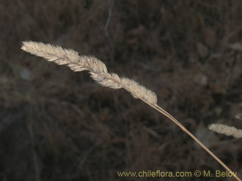 Imágen de Dactylis glomerata (). Haga un clic para aumentar parte de imágen.