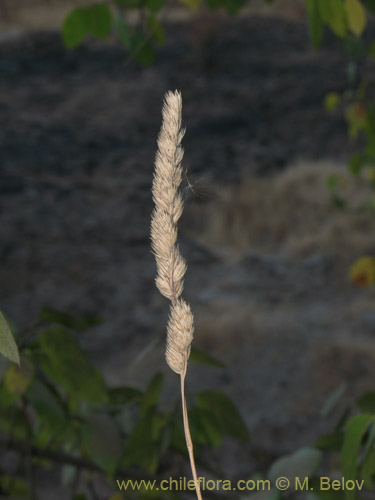 Imágen de Dactylis glomerata (). Haga un clic para aumentar parte de imágen.