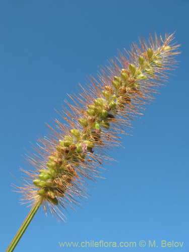 Imágen de Poaceae sp. #2180 (). Haga un clic para aumentar parte de imágen.