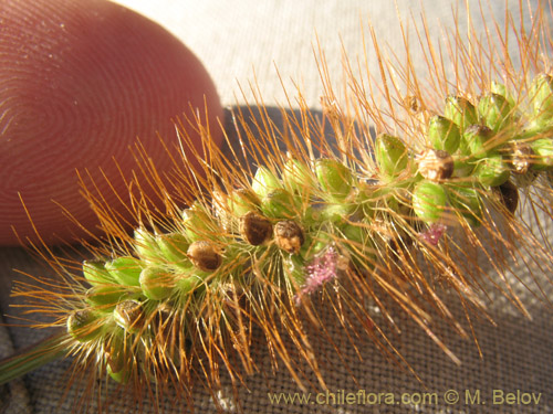 Imágen de Poaceae sp. #2180 (). Haga un clic para aumentar parte de imágen.