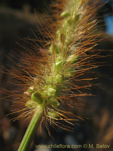 Poaceae sp. #2180의 사진