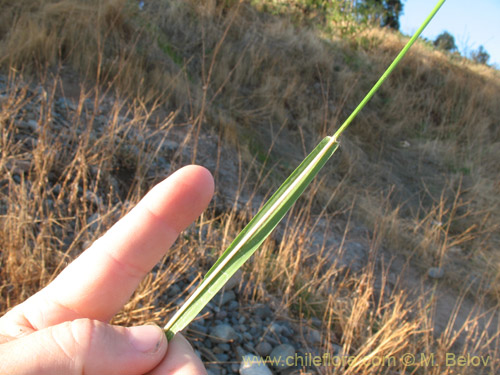 Bild von Poaceae sp. #2180 (). Klicken Sie, um den Ausschnitt zu vergrössern.