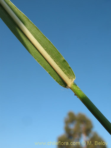 Bild von Poaceae sp. #2180 (). Klicken Sie, um den Ausschnitt zu vergrössern.