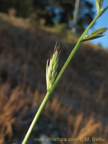 Image of Lolium sp.  #1813 (). Click to enlarge parts of image.