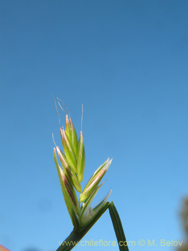 Image of Lolium sp.  #1813 (). Click to enlarge parts of image.