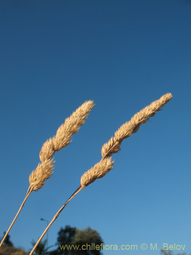 Image of Dactylis glomerata (). Click to enlarge parts of image.