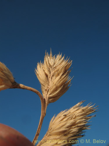 Imágen de Dactylis glomerata (). Haga un clic para aumentar parte de imágen.