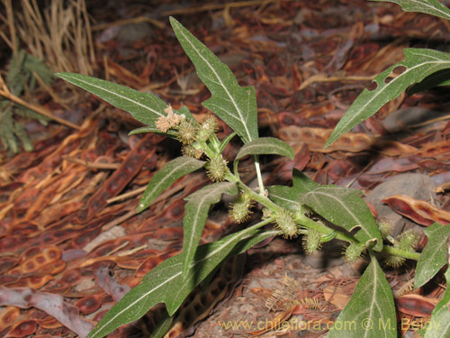 Image of Xanthium sp.   #1820 (). Click to enlarge parts of image.