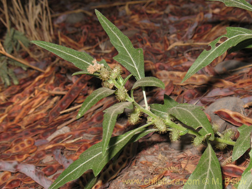 Bild von Xanthium sp. #1820 (). Klicken Sie, um den Ausschnitt zu vergrössern.