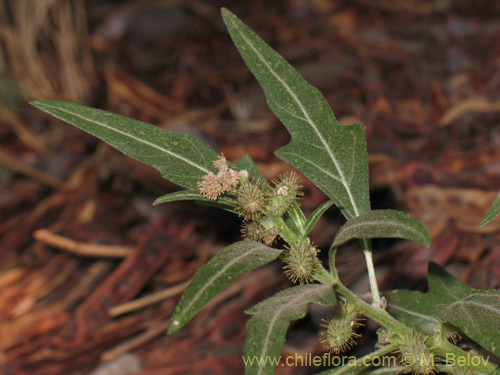 Image of Xanthium sp. #1820 (). Click to enlarge parts of image.