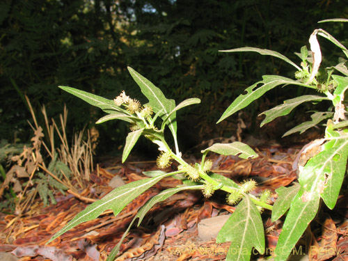 Xanthium sp. #1820の写真