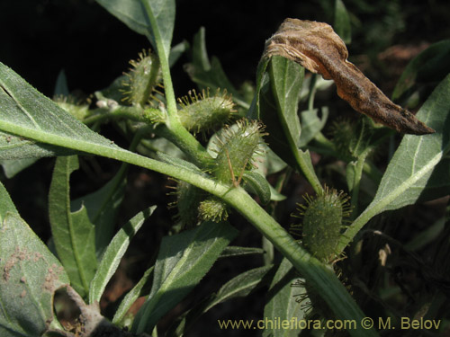 Imágen de Xanthium sp. #1820 (). Haga un clic para aumentar parte de imágen.